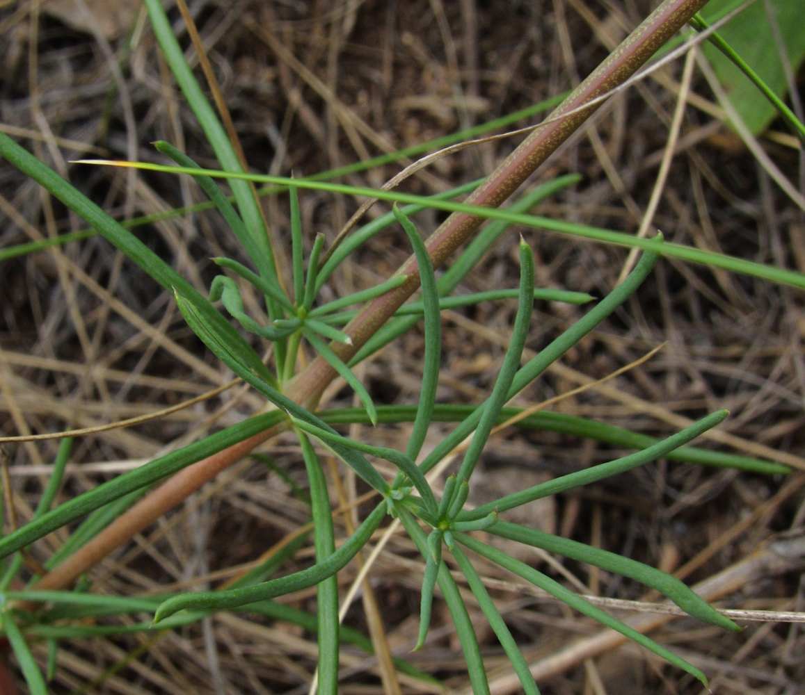 Изображение особи Galium hexanarium.