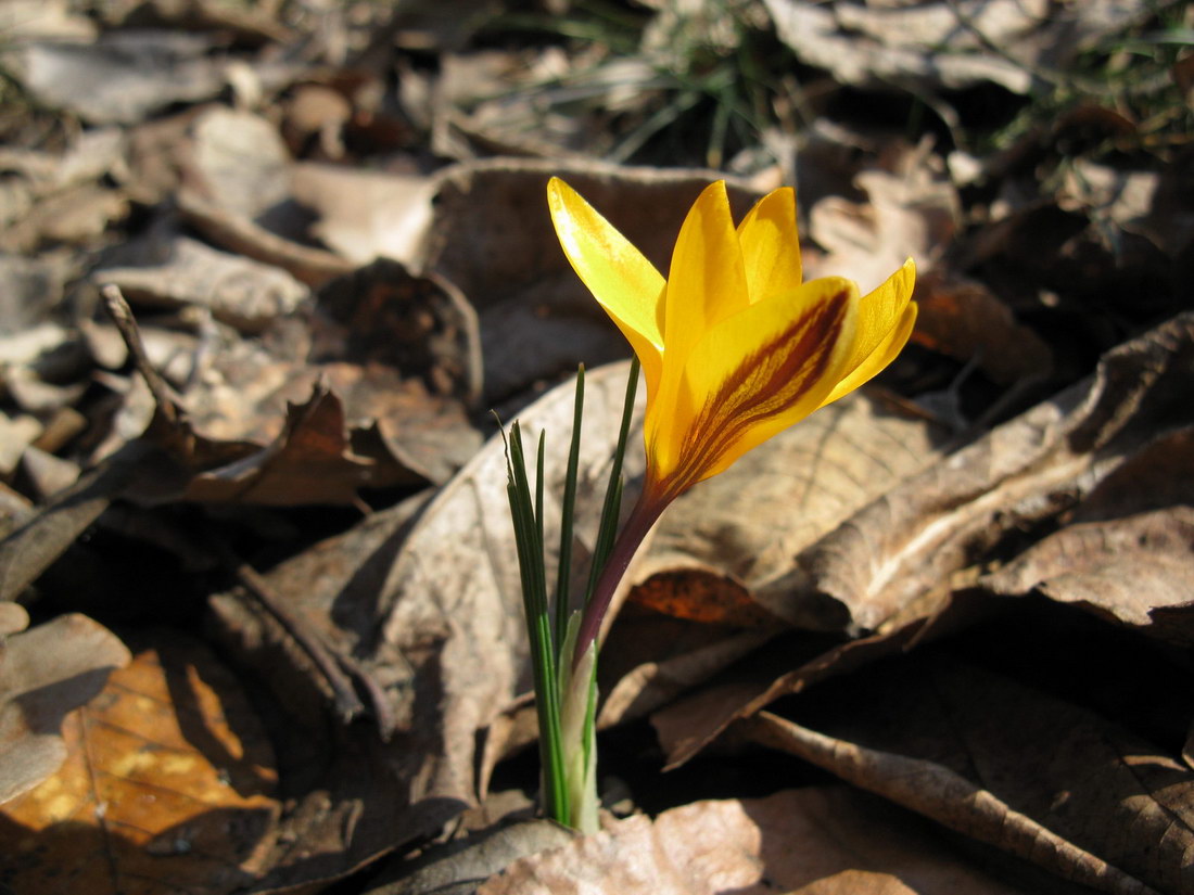 Image of Crocus angustifolius specimen.