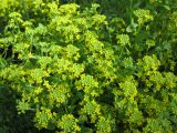 Odontarrhena obtusifolia. Цветущие побеги. Крым, Тарханкутский п-ов, пгт Черноморское, парк 'Приморский'. 29.05.2011.