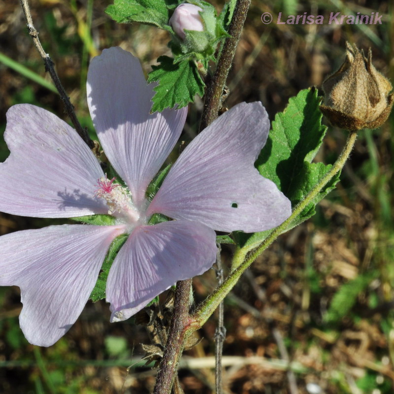 Image of Malva thuringiaca specimen.