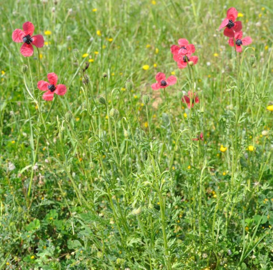 Image of Papaver hybridum specimen.