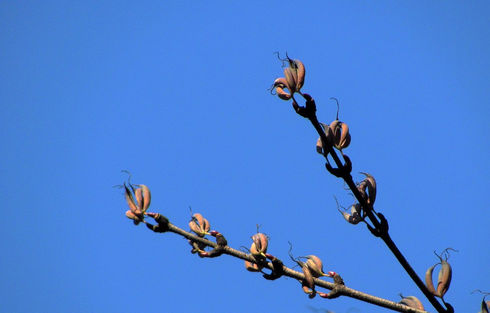 Image of Cercidiphyllum japonicum specimen.