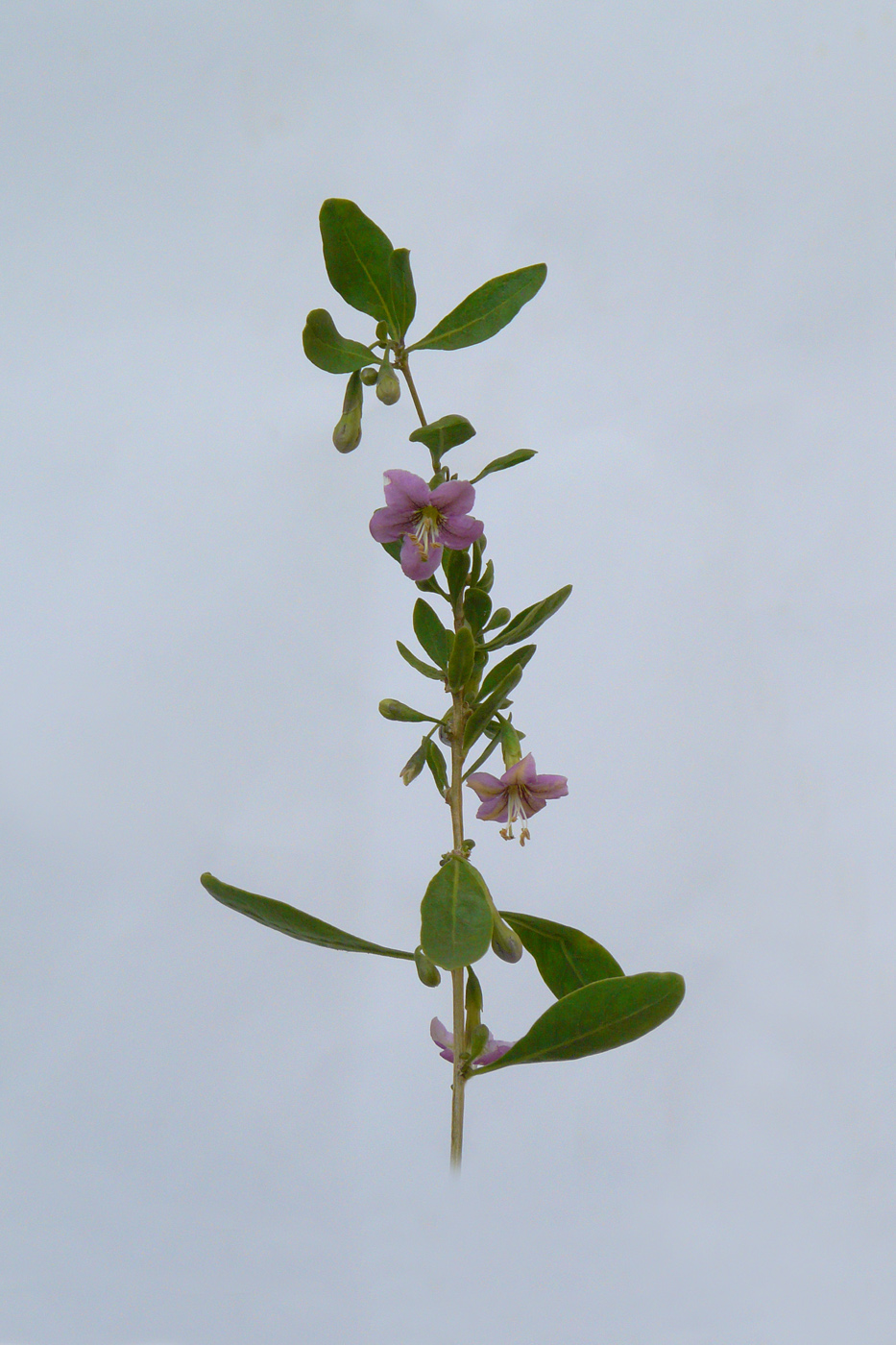 Image of Lycium barbarum specimen.