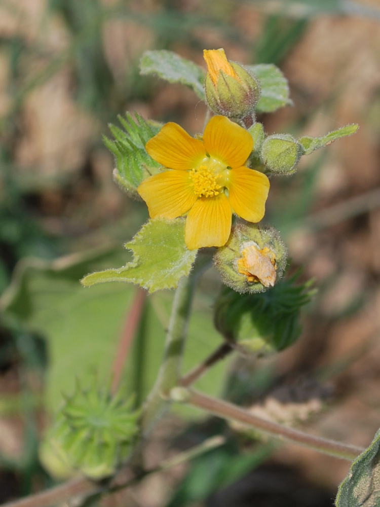 Image of Abutilon theophrasti specimen.