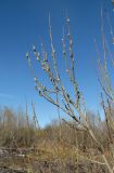 Salix cinerea