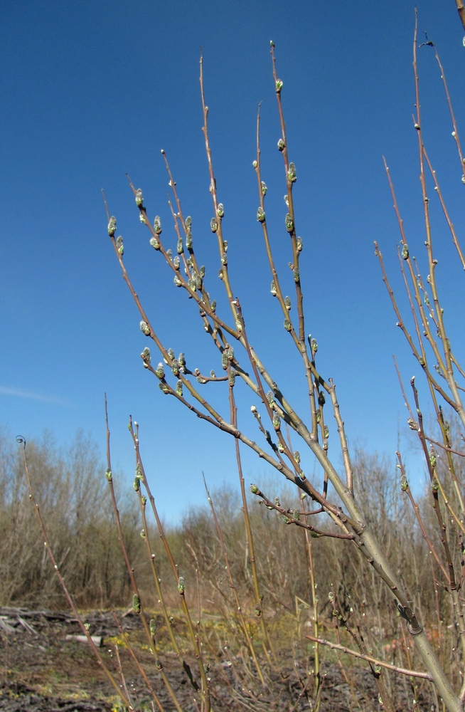 Image of Salix cinerea specimen.