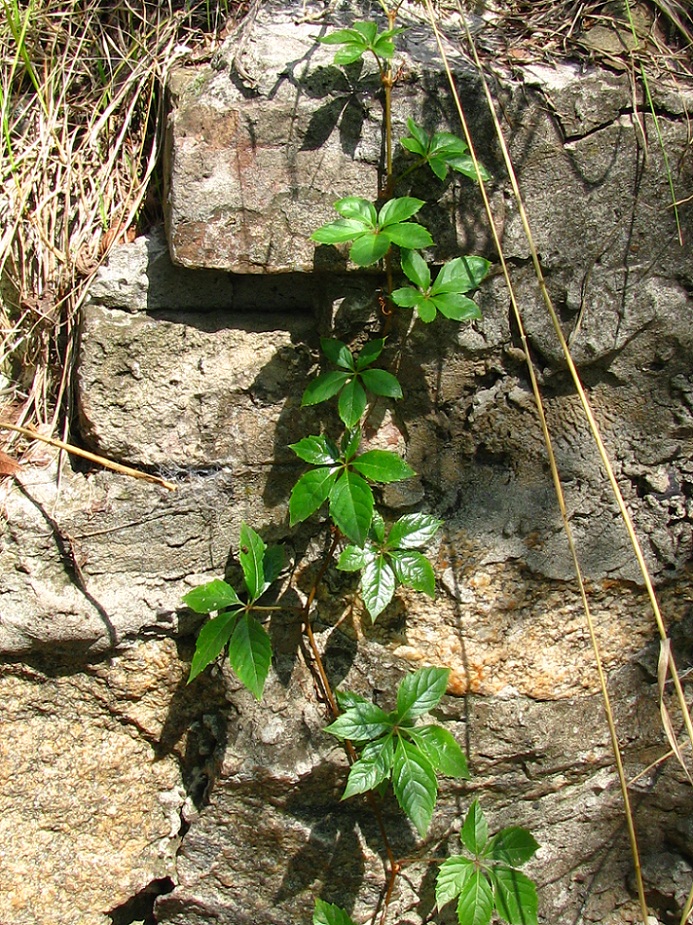 Image of Parthenocissus quinquefolia specimen.