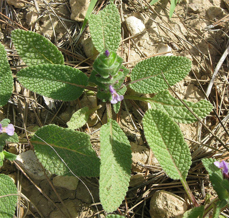 Image of Salvia viridis specimen.