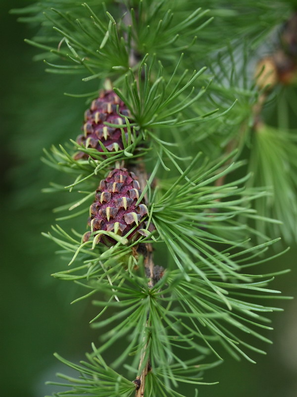 Изображение особи Larix sibirica.