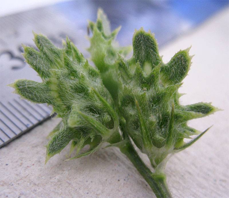 Image of Onobrychis crista-galli specimen.