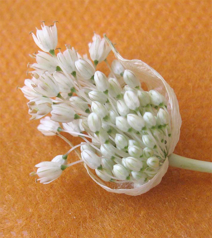 Image of Allium pallens specimen.