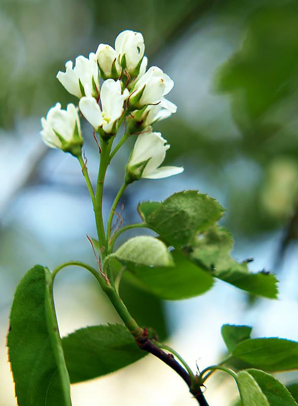 Image of Amelanchier spicata specimen.