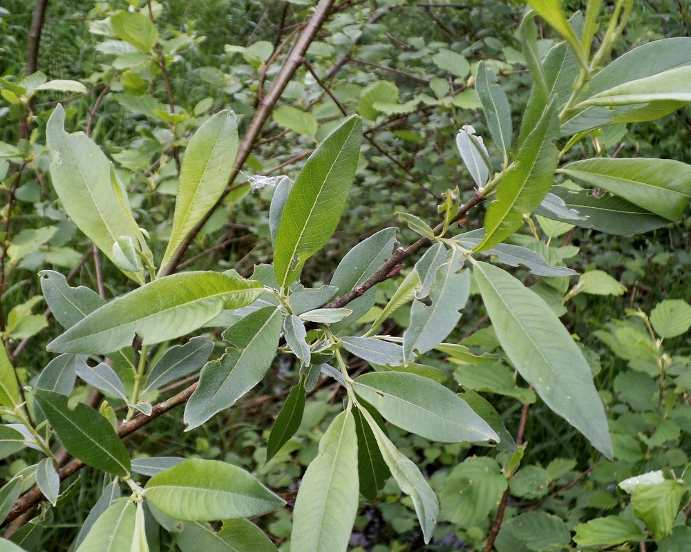 Image of Salix gmelinii specimen.