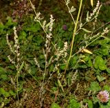 Atriplex patula