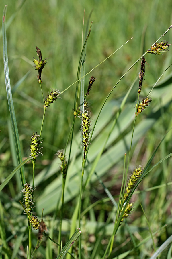 Image of Carex melanostachya specimen.