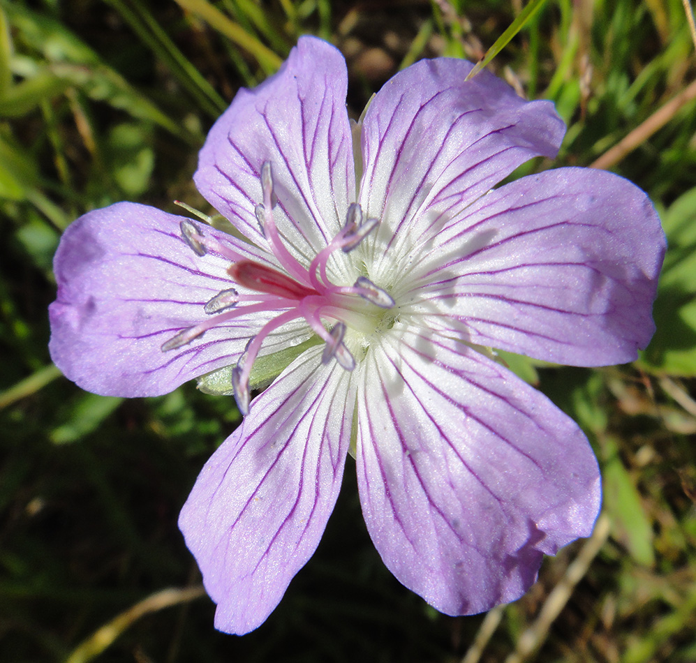 Изображение особи Geranium wlassovianum.