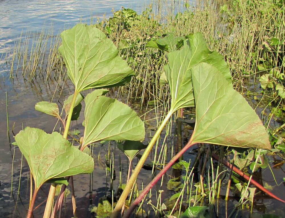 Image of Petasites radiatus specimen.