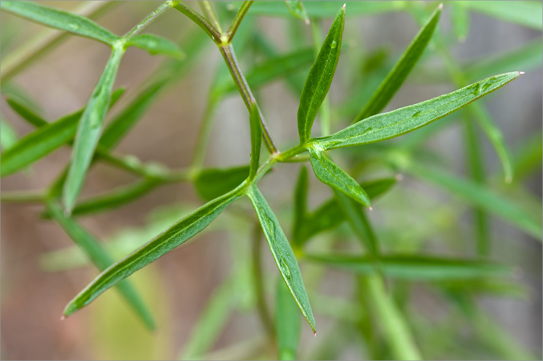 Изображение особи Cenolophium fischeri.