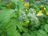 Chelidonium majus