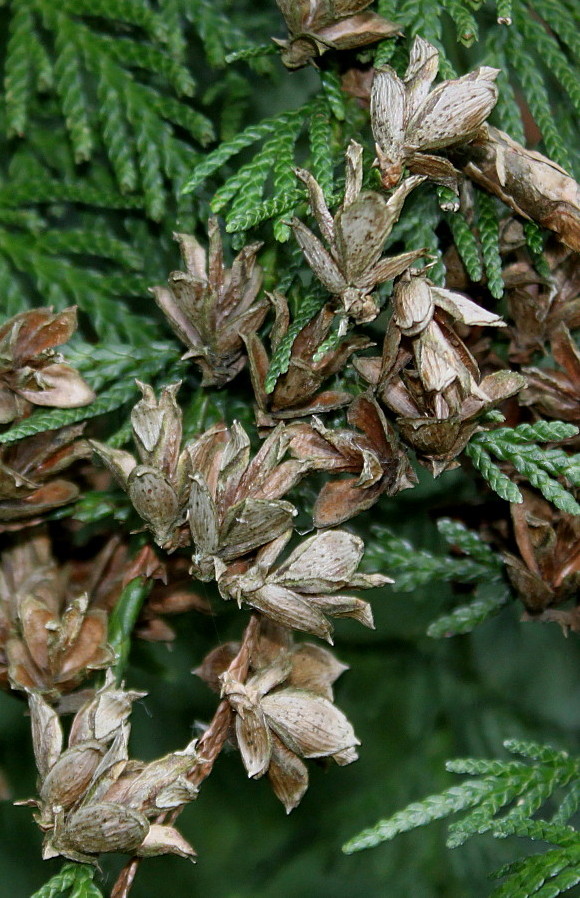 Image of Thuja plicata specimen.