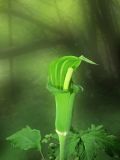 Arisaema peninsulae