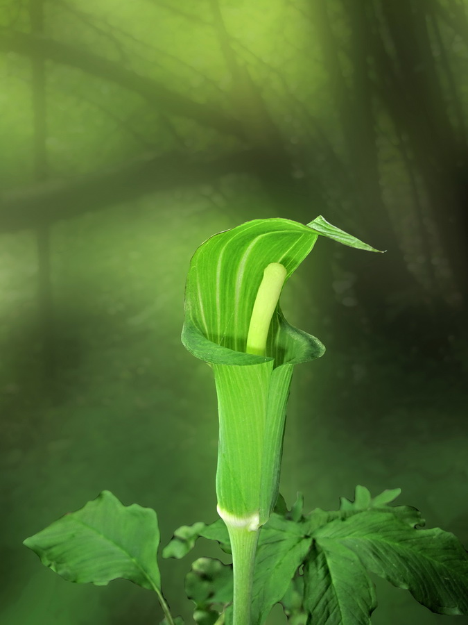 Изображение особи Arisaema peninsulae.