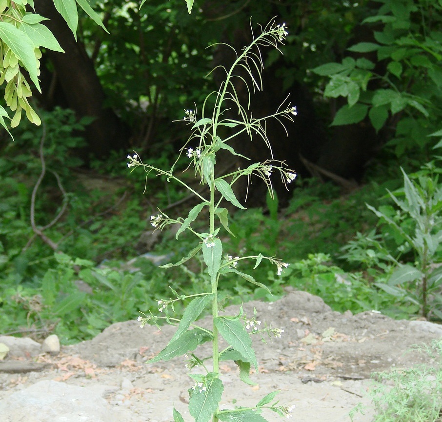 Image of Arabis pendula specimen.