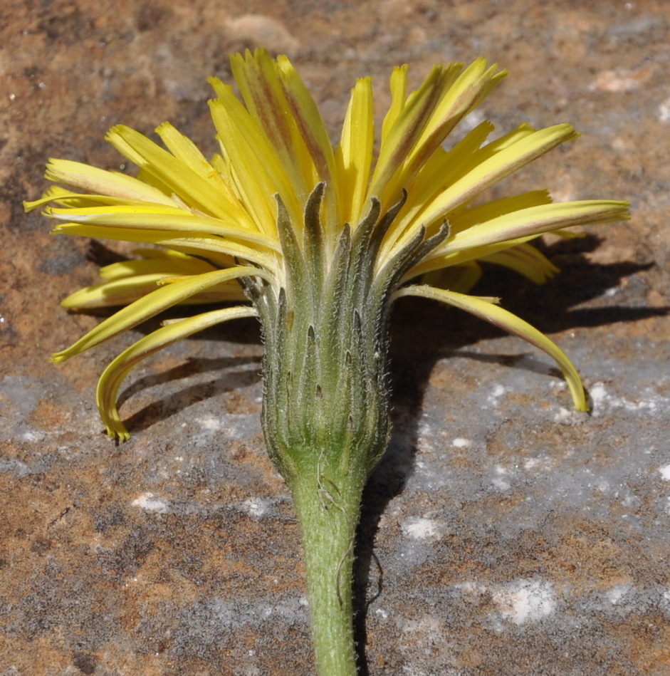 Image of genus Leontodon specimen.