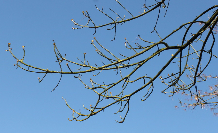 Image of Fraxinus velutina var. coriacea specimen.