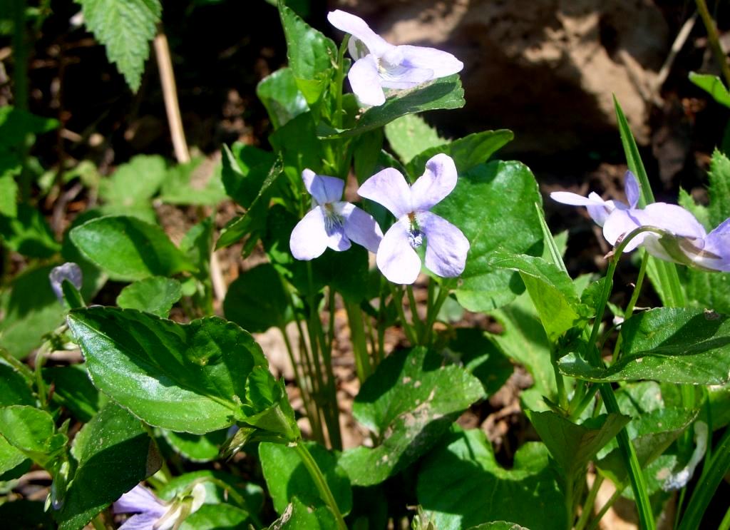 Image of Viola mauritii specimen.