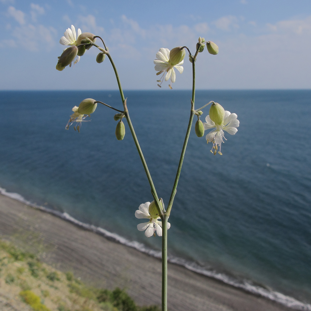 Изображение особи Oberna crispata.