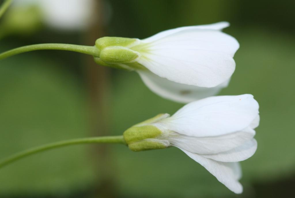 Image of Cardamine dentata specimen.