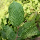 Corylus californica. Верхушка побега. Германия, г. Дюссельдорф, Ботанический сад университета. 02.06.2014.