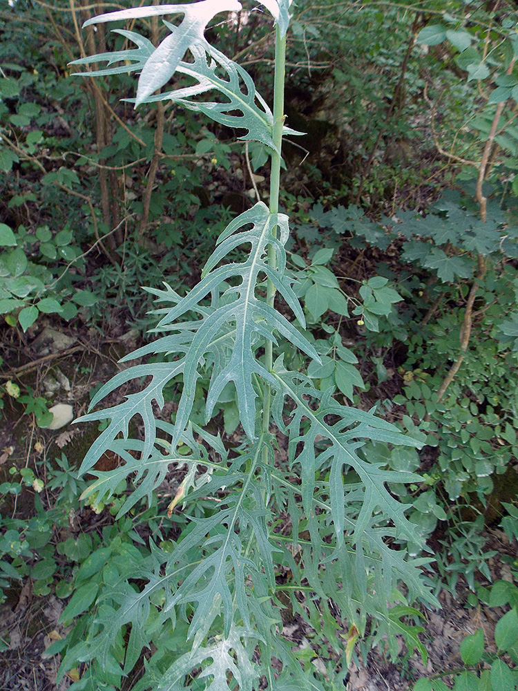 Image of Lactuca quercina specimen.