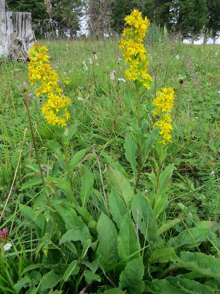 Image of Solidago virgaurea ssp. dahurica specimen.