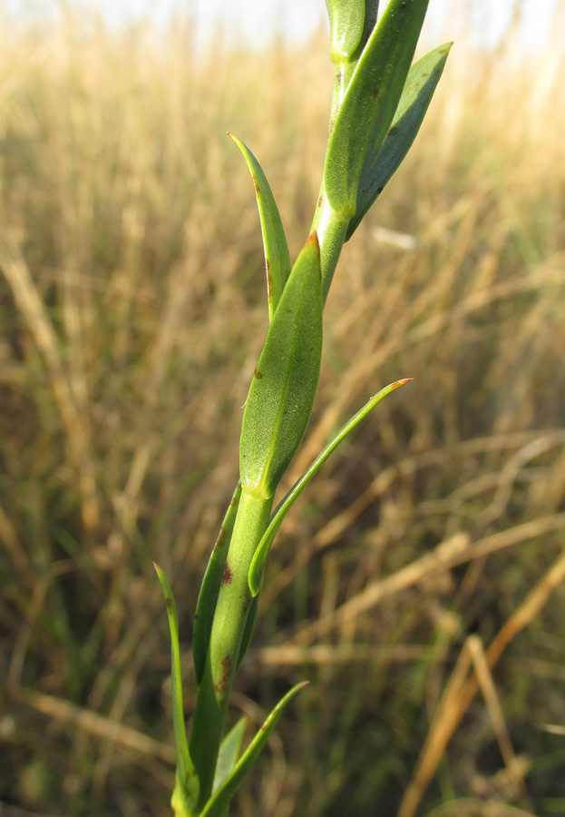 Изображение особи Linaria syspirensis.