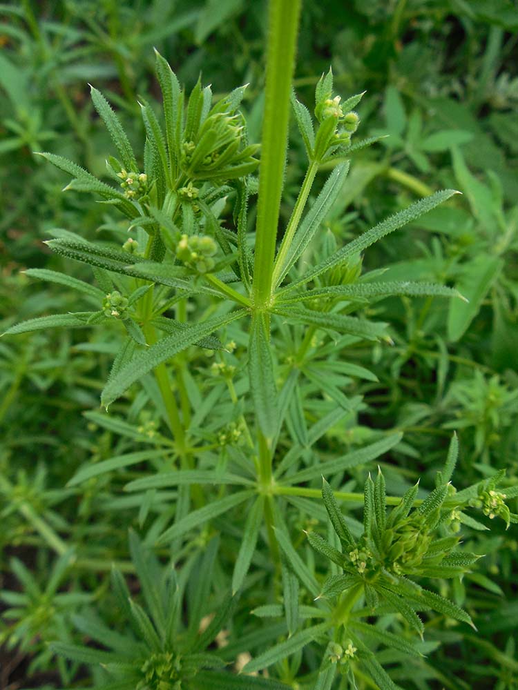 Image of Galium vaillantii specimen.