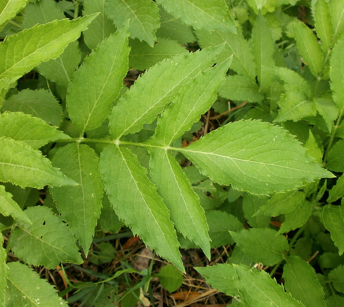 Image of Sambucus ebulus specimen.