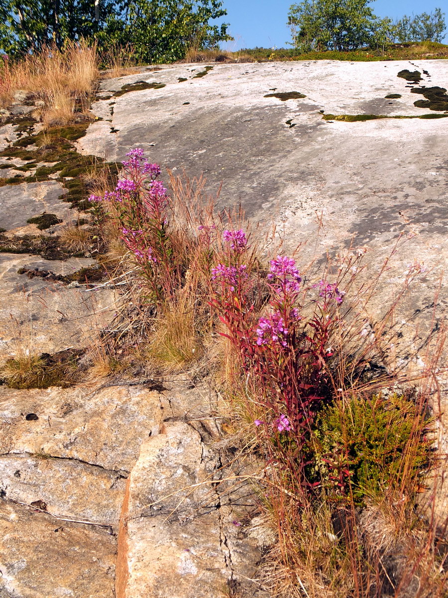 Image of Chamaenerion angustifolium specimen.