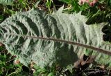 Taraxacum officinale. Верхушка листа, поражённого мучнисторосяным грибом. Окр. Архангельска, свалка древесных отходов. 19.08.2014.