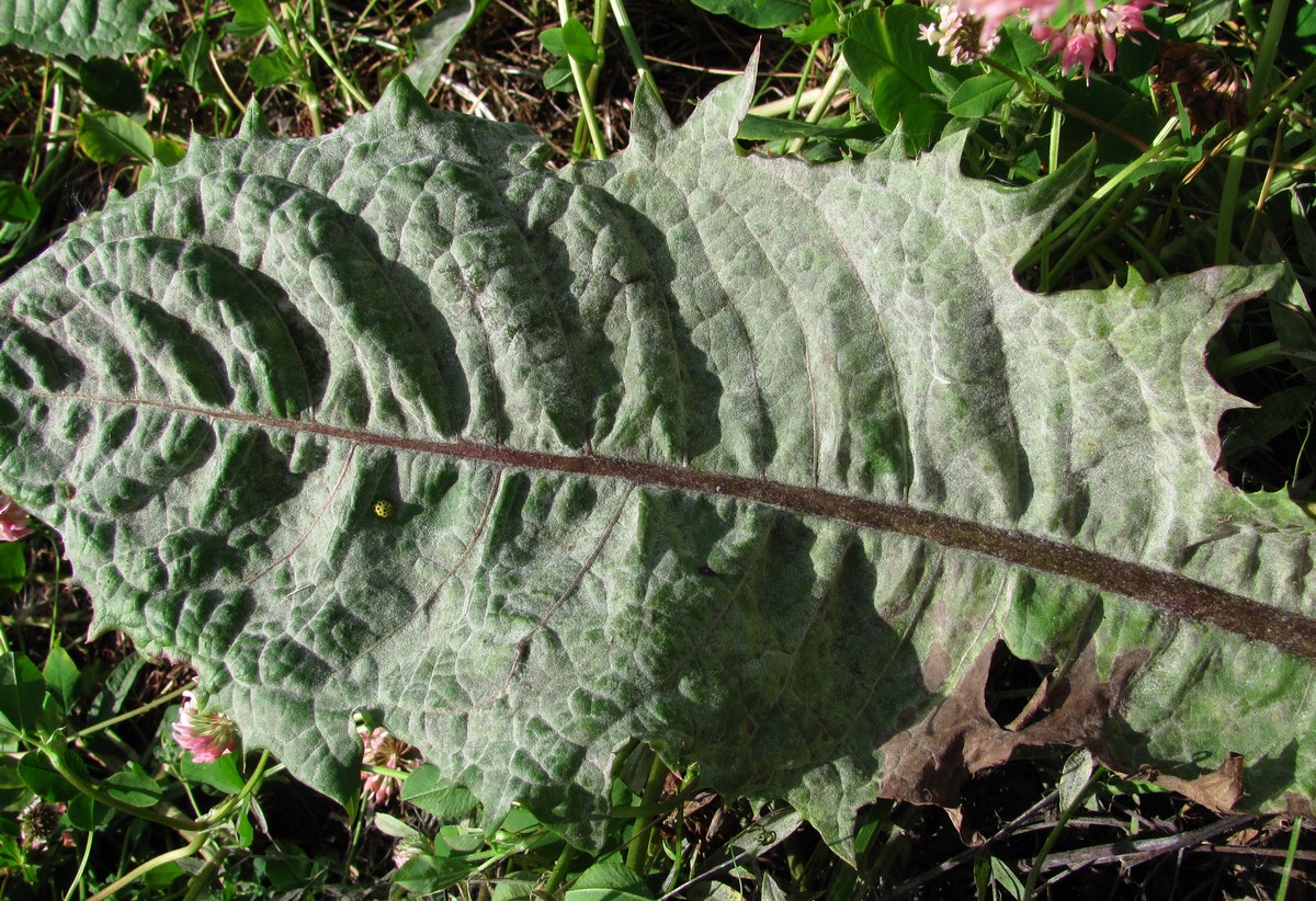 Изображение особи Taraxacum officinale.