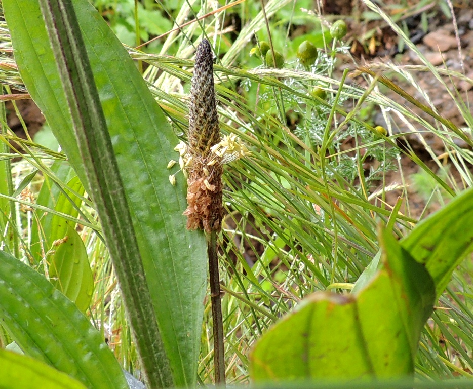 Изображение особи Plantago lanceolata.