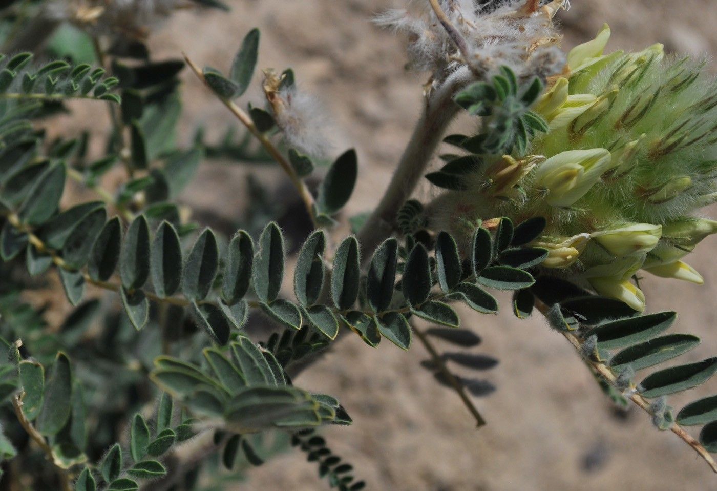 Image of Astragalus alopecias specimen.