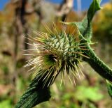 род Cirsium