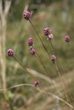 Allium rotundum. Побеги с соцветиями. Белгородская обл., село Хотмыжск, степной склон. 02.07.2009.