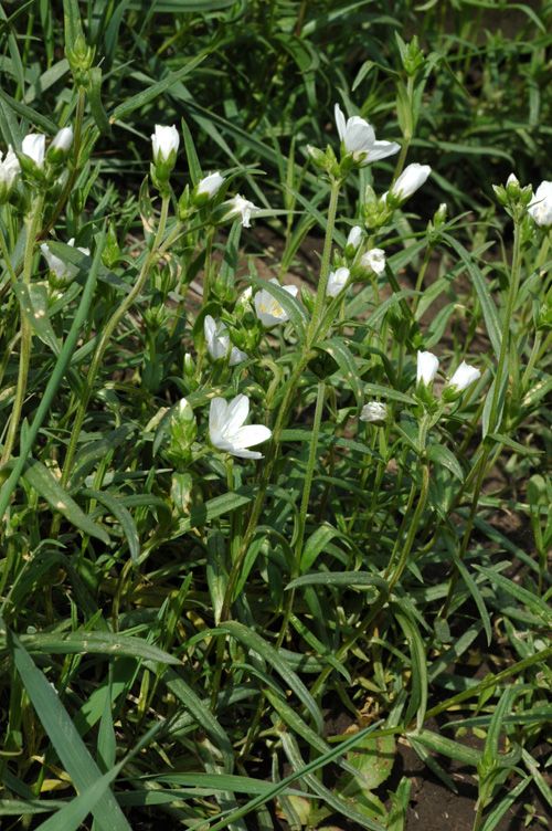 Image of Cerastium bungeanum specimen.