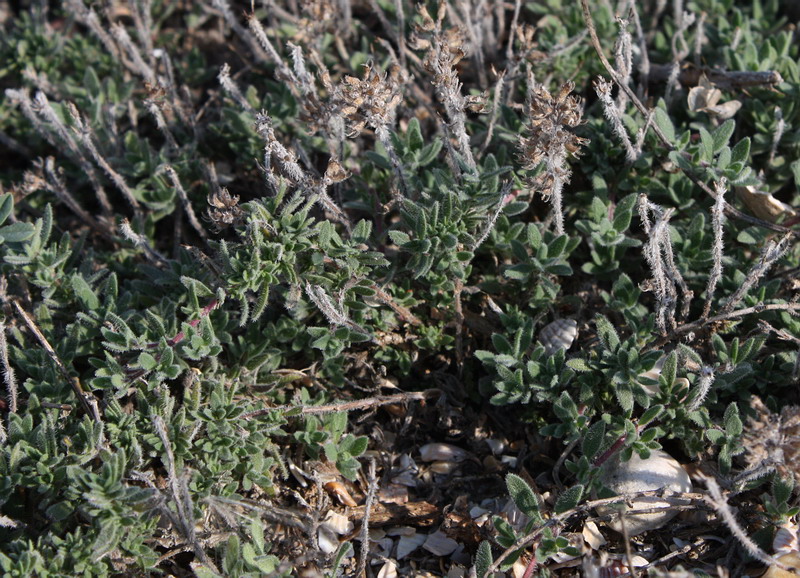 Image of Thymus &times; littoralis specimen.