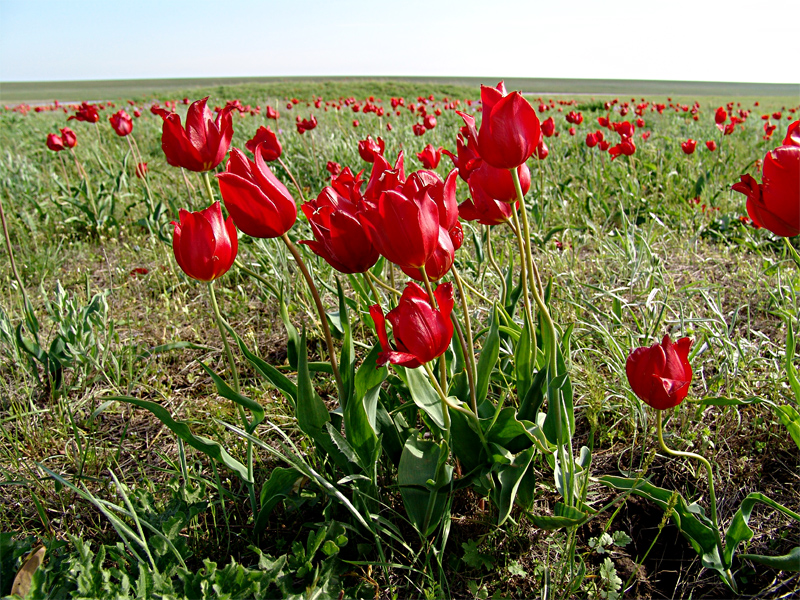 Изображение особи Tulipa suaveolens.