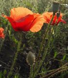 Papaver rhoeas. Цветок, бутон (снизу, щетинисто опушённый), коробочки (вверху справа, голые). Крым, конец июня.