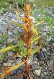 Rumex maritimus